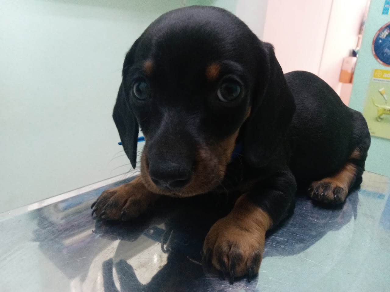 Veterinaria examinando a paciente canino con cariño en LuckyVet