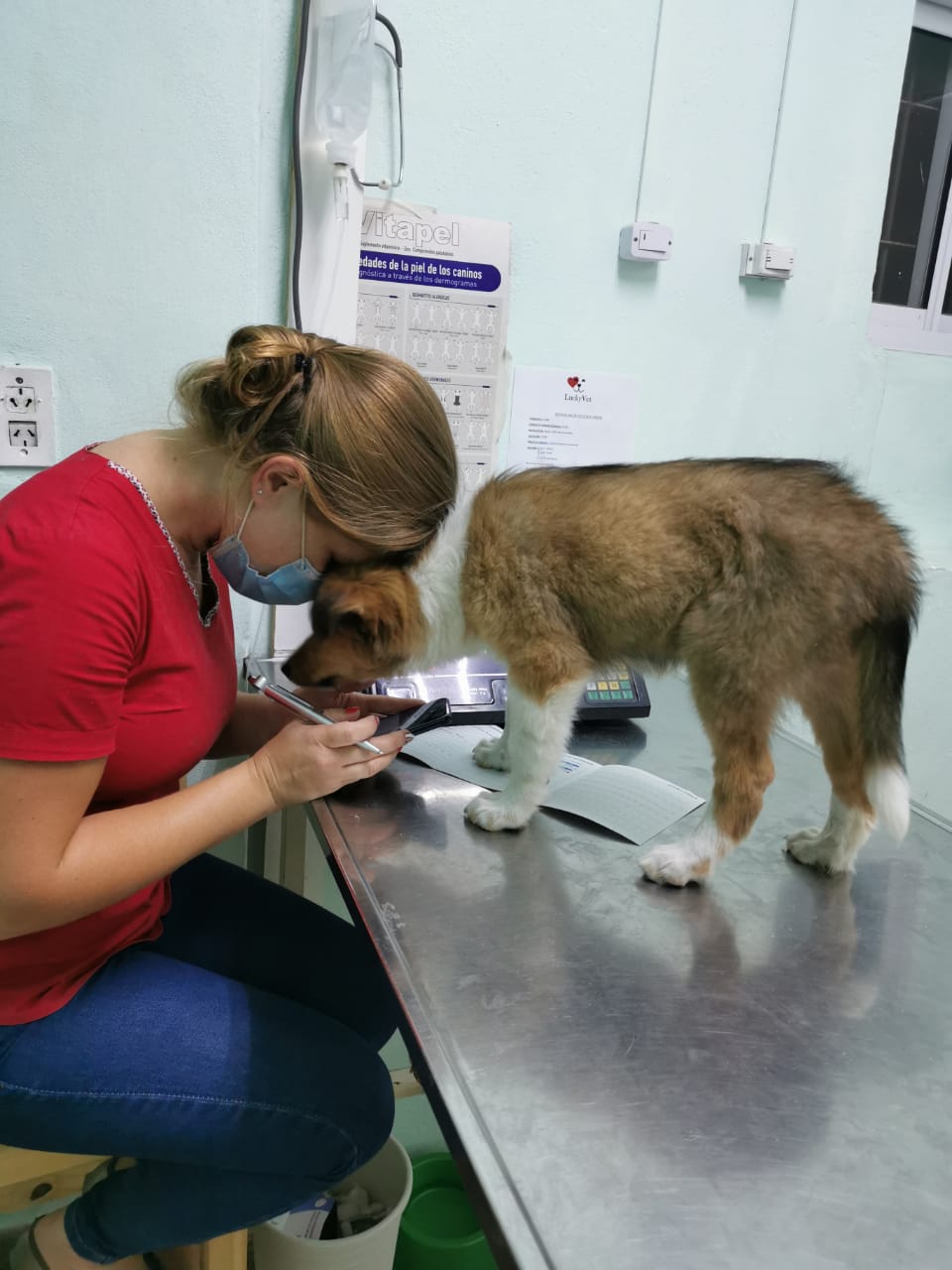 Paciente canino durante su control de rutina en LuckyVet