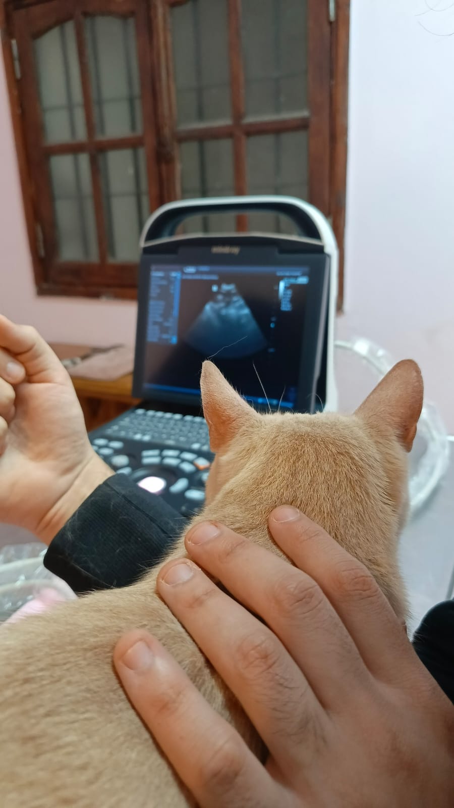 Ecografía felina realizada en las instalaciones de LuckyVet