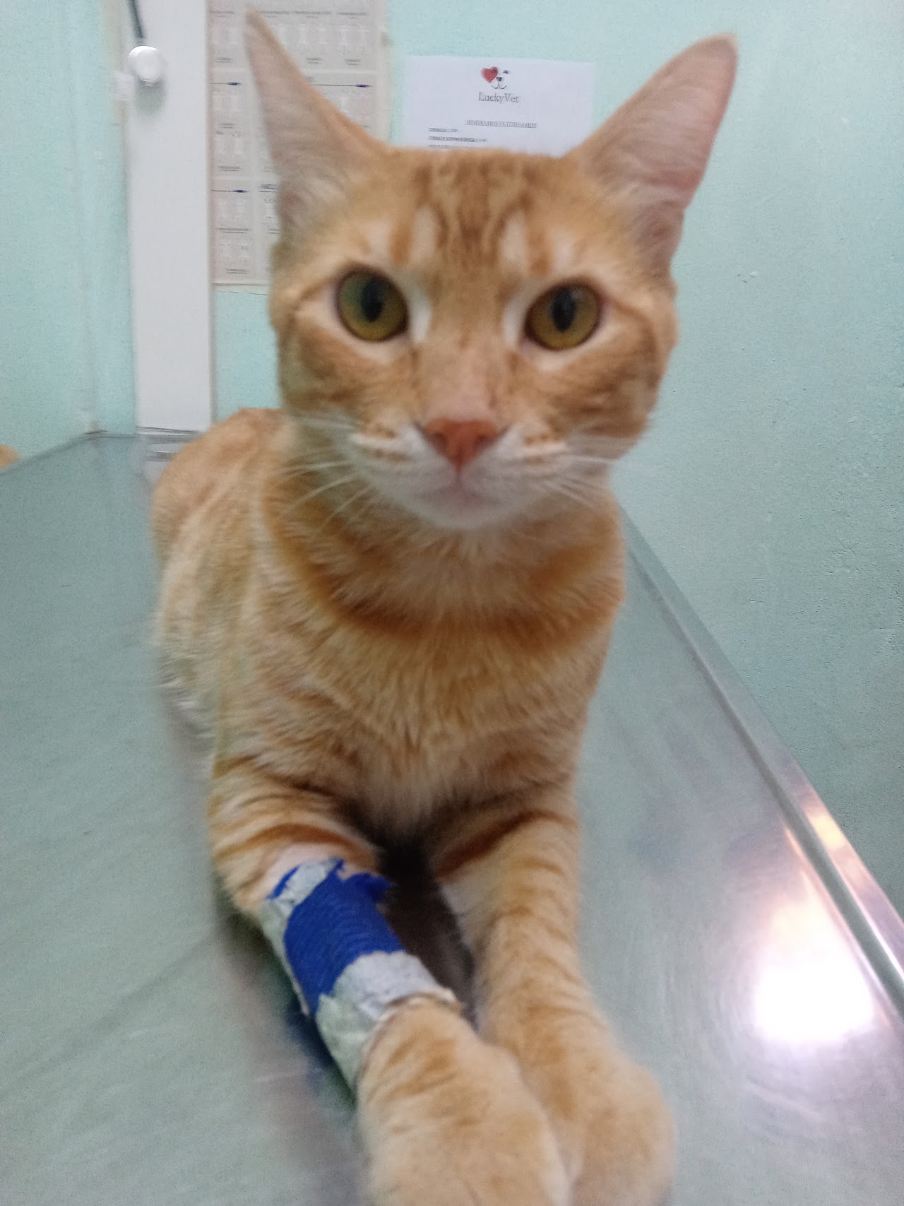 Paciente felino en tratamiento y seguimiento en LuckyVet